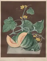 George Brookshaw, Pomona Britannica: No. 72 - Amicua (Melon)