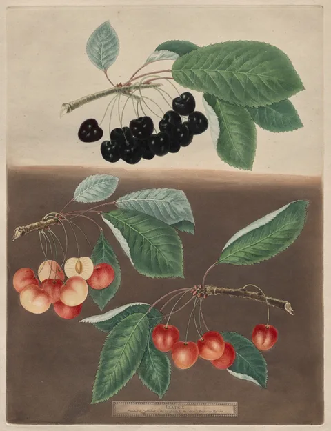 George Brookshaw, Pomona Britannica: No. 10 - Cherries