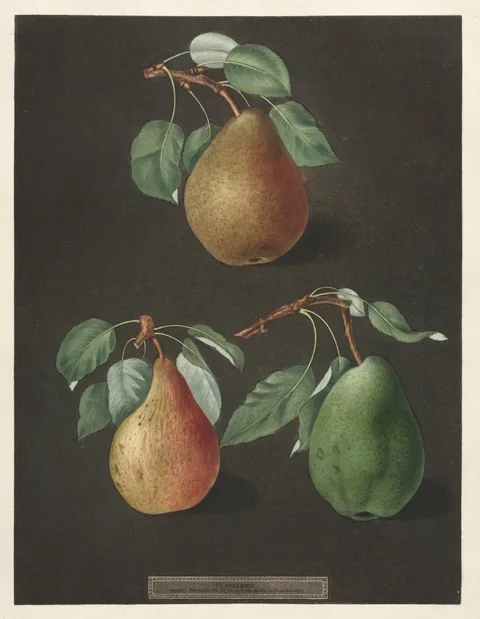 George Brookshaw, Pomona Britannica:  No. 82 - Pears