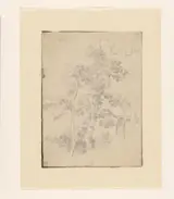 Jan Looten, Boomstudie