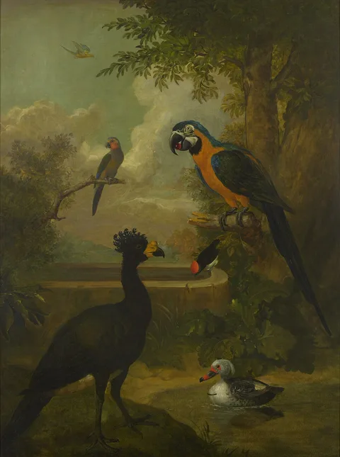 Tobias Stranover, Macaw and Other Birds in a Landscape