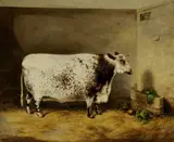Thomas Walker Bretland, A Prize Shorthorn Cow