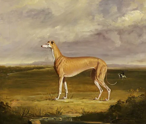 Thomas Walker Bretland, The Greyhound