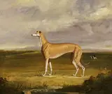 Thomas Walker Bretland, The Greyhound