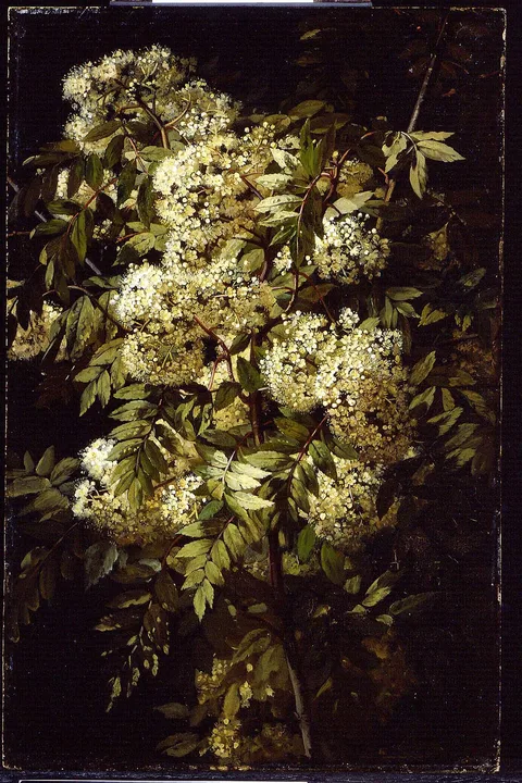 Jean-Baptiste Robie, Study of a Flowering Branch