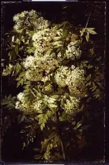Jean-Baptiste Robie, Study of a Flowering Branch