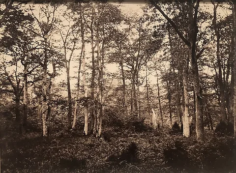 Eugène Cuvelier, Near the Bodmer Oak, Fontainebleau