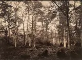 Eugène Cuvelier, Near the Bodmer Oak, Fontainebleau