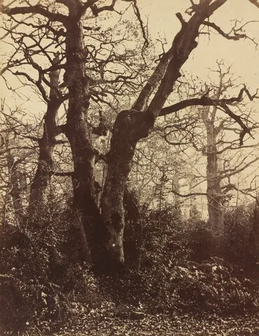 Eugène Cuvelier, Tree Study, Fontainebleau