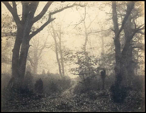 Eugène Cuvelier, [Fontainebleau Forest]
