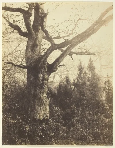 Eugène Cuvelier, Untitled