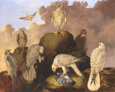 Wilfred Williams Ball, Large Falcons of the Palearctic