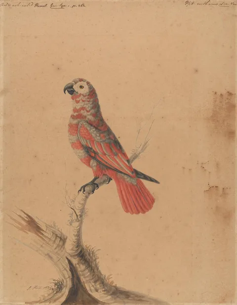 Sarah Stone, A Red Parrot