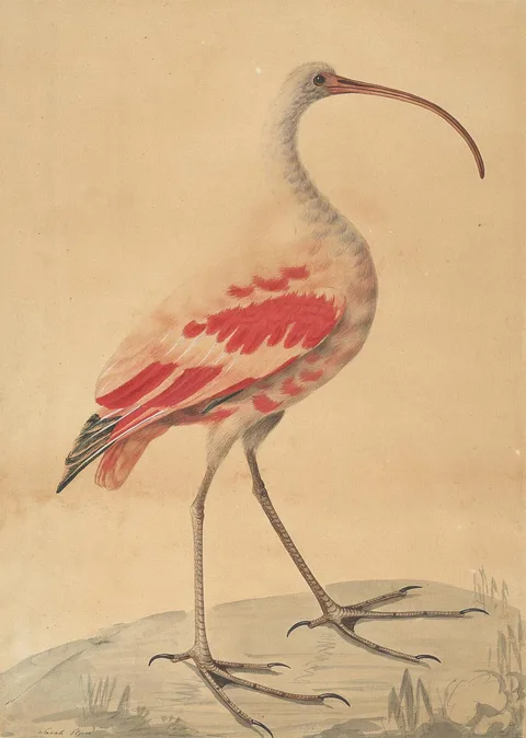 Sarah Stone, A Scarlet Ibis