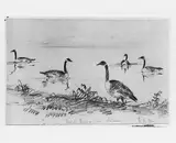 Shepard Alonzo Mount, Wild Geese (from McGuire Scrapbook)