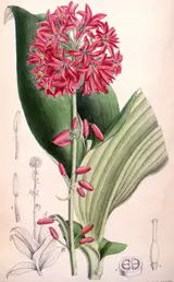 John Nugent Fitch, Clintonia andrewsiana