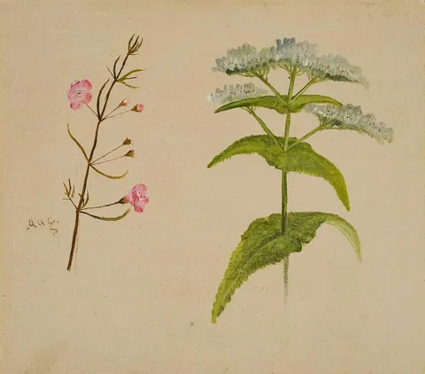 William Jacob Hays, Two Wildflowers (Gerardia/Eupatorium (Boneset))