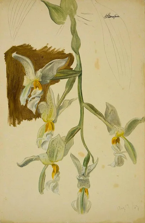 William Jacob Hays, Stanhopea Orchid