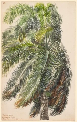 Charles De Wolf Brownell, Palma Real