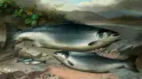 John Bucknell Russell, Salmon