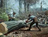 James Hamilton Mackenzie, The Woodcutters