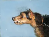 Martin Ward, Head of a Terrier