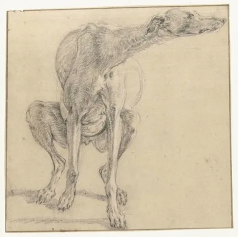 Ludolf de Jongh, Defecating Greyhound, Front View