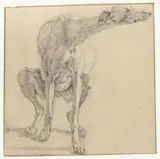 Ludolf de Jongh, Defecating Greyhound, Front View