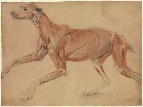 Charles Landseer, A full size écorché study of a hound
