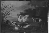 Johann Baptiste Bouttats, Untitled