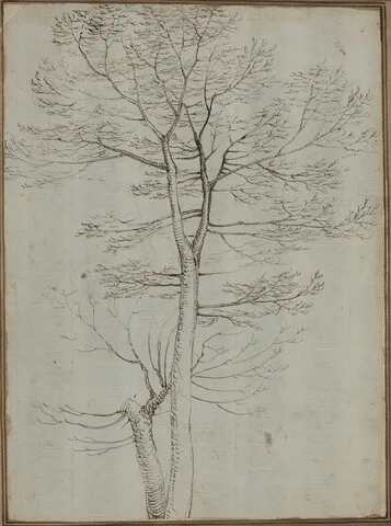 Fra Bartolomeo, Bare Tree [verso]