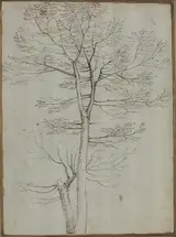 Fra Bartolomeo, Bare Tree [verso]