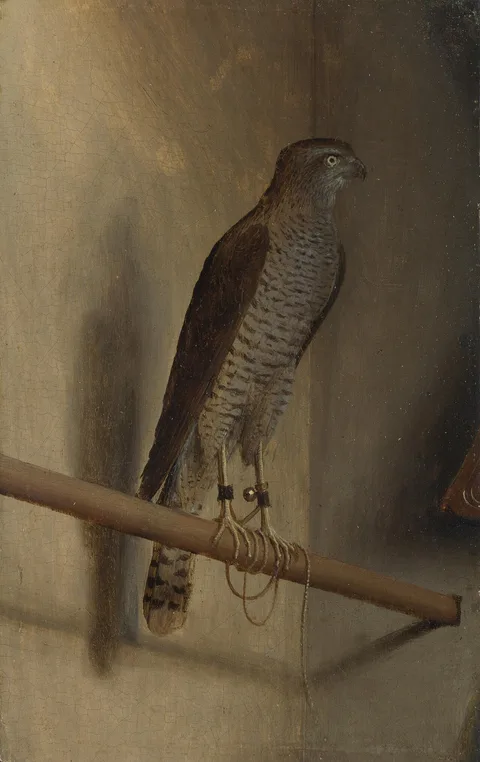 Jacopo de' Barbari, A Sparrowhawk