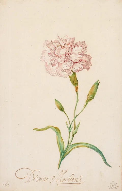 Balthasar van der Ast, Pink Carnation