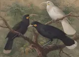 John Gerrard Keulemans, Three huia (Heteralocha acutirostris)