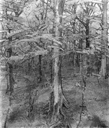 Harold Gilman, Beech Wood