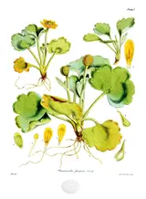 Walter Hood Fitch, Ranunculus pinguis
