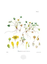 Walter Hood Fitch, Ranunculus acaulis