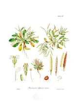 Walter Hood Fitch, Cardamine depressa