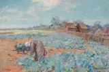 Jane Sutherland, A cabbage garden