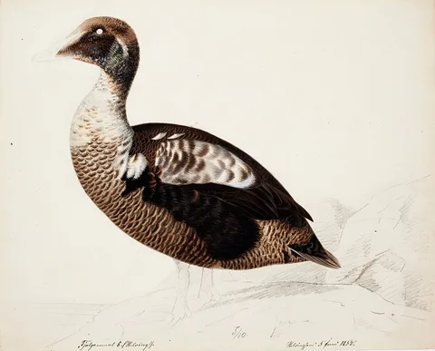 Magnus von Wright, Common Eider ; unfinished