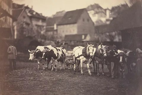 Adolphe Braun, Untitled (Farm Animals)