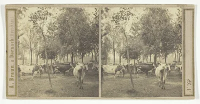 Adolphe Braun, Untitled