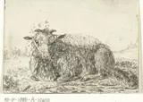 Jacob van der Does, Schaap met vliegen