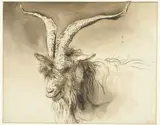 Lambert Doomer, Head of a Dutch Landrace Goat