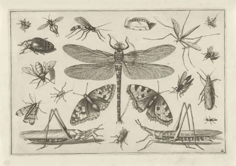 Jacob Hoefnagel, Insects