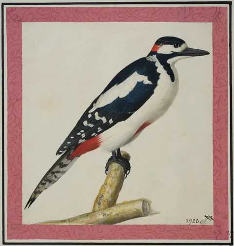 Pieter Holsteyn II, Woodpecker