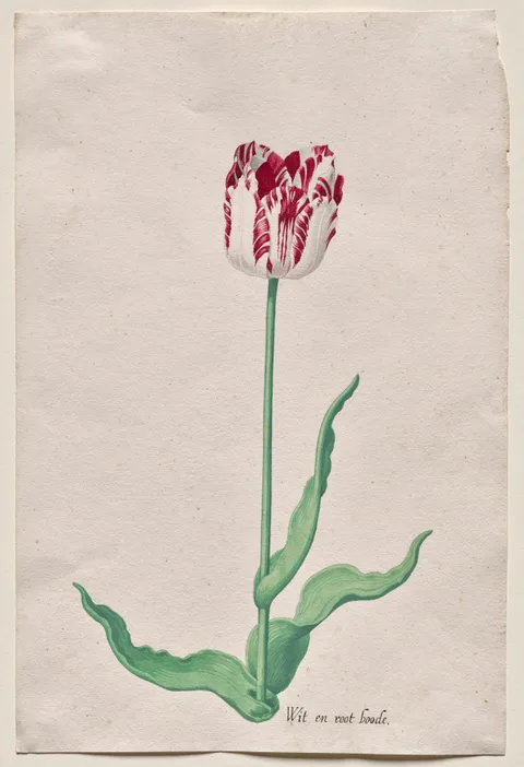Pieter Holsteyn II, Study of a Tulip (Wit en root boode)