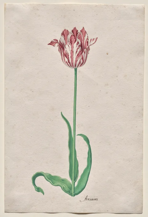Pieter Holsteyn II, Study of a Tulip (Anvaers)