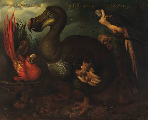 Henrik Grønvold, The Dodo and Given